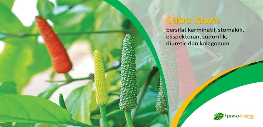 Cabe Jawa Bermanfaat Antipiretik, Analgesik, Antiinflamasi